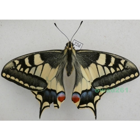 Papilio machaon Linnaeus, 1758 Paź królowej Czech22d
